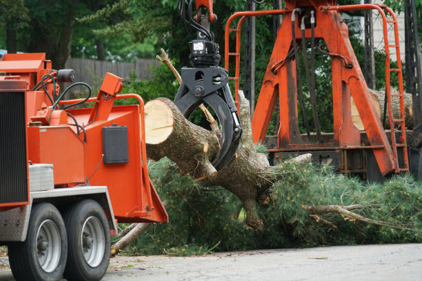 Best Lawn Grading and Leveling  in Linden, AL